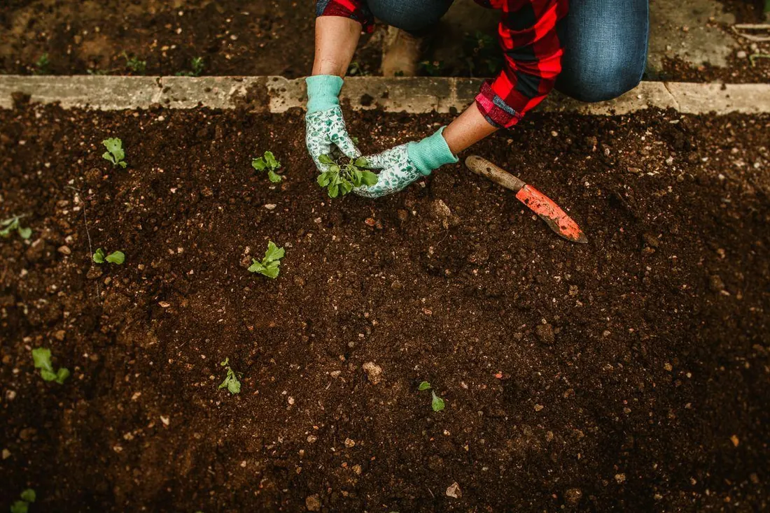 Gardening in Kelowna, gloved hands working a garden bed
