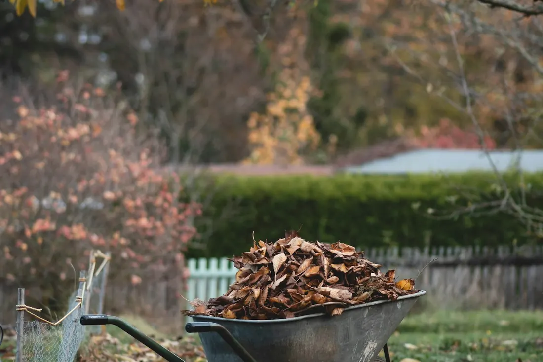 Yard cleanup in West Kelowna, wheelbarrow full of fallen leaves