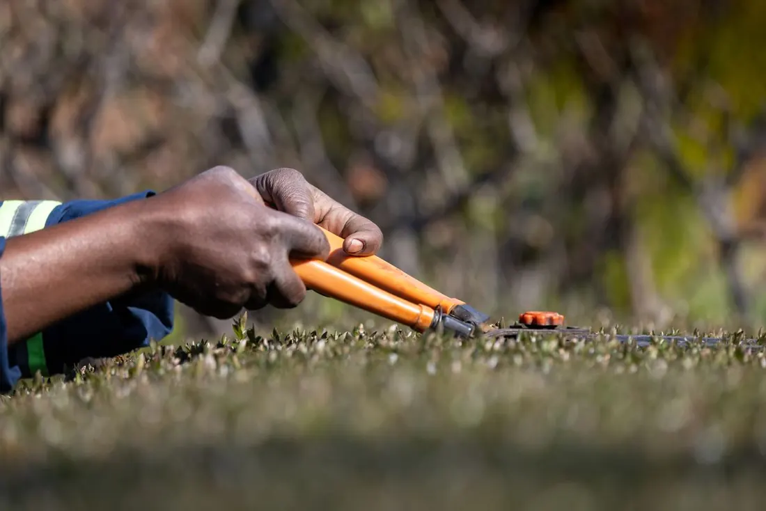 Hedge pruning in Kelowna, hands shaping a garden hedge with shears