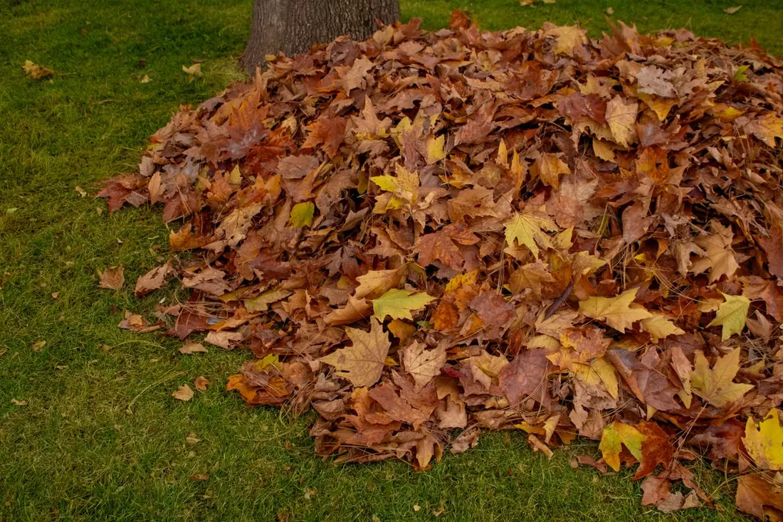 Leaf cleanup in Kelowna, raked autumn leaves piled on grass
